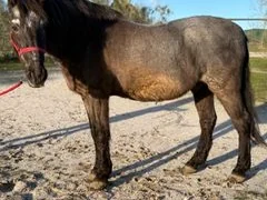 Cachelo, caballo co-terapeuta de PSICAB