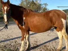 Carioca, caballo co-terapeuta de PSICAB