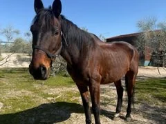 Perdigón, caballo co-terapeuta de PSICAB