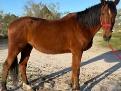 Woody, caballo co-terapeuta de PSICAB